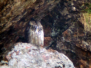 Eagle Owl