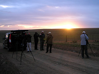 Watching Bustards