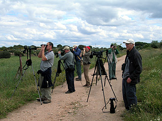 Watching Black-winged Kite