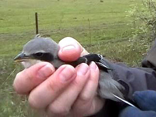 Injured Southern Grey Shrike