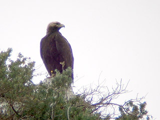 Spanish Imperial Eagle