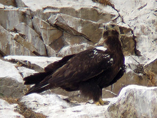 Spanish Imperial Eagle