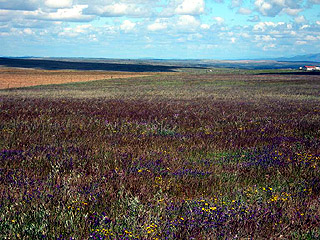 Vast plain covered in flowers