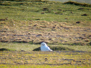 1st view of Snowy Owl