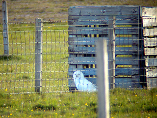 Snowy Owl