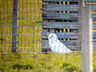 Snowy Owl- N. Uist
