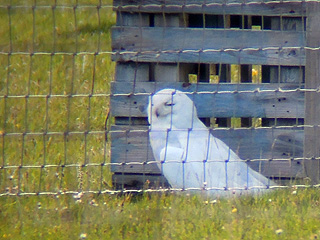 Snowy Owl