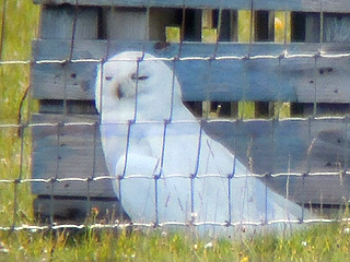 Snowy Owl- N.Uist