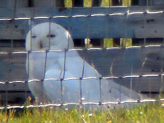 Snowy Owl