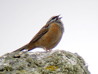 Rock Bunting
