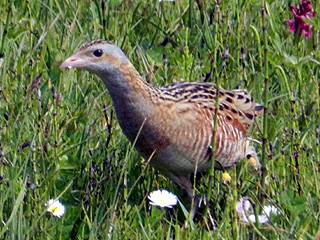 Corncrake- N. Uist