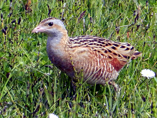 Corncrake