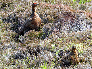 Red Grouse- handa