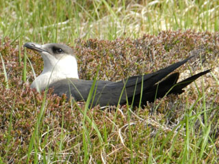Arctic Skua-pale phase
