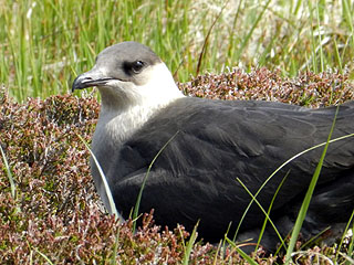 Arctic Skua-pale phase