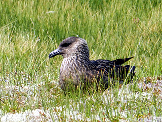 Great Skua