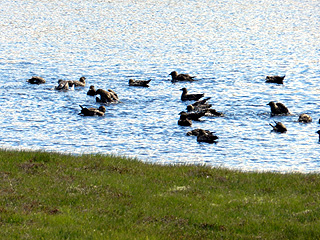 Great Skuas bathing
