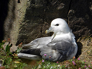 Fulmar