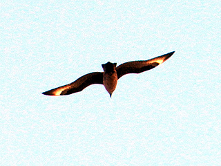 Great Skua
