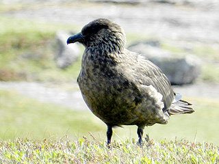 Great Skua