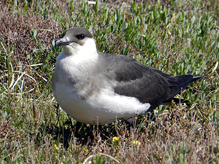 Arctic Skua- pale phase
