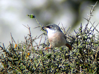 Spectacled Warbler